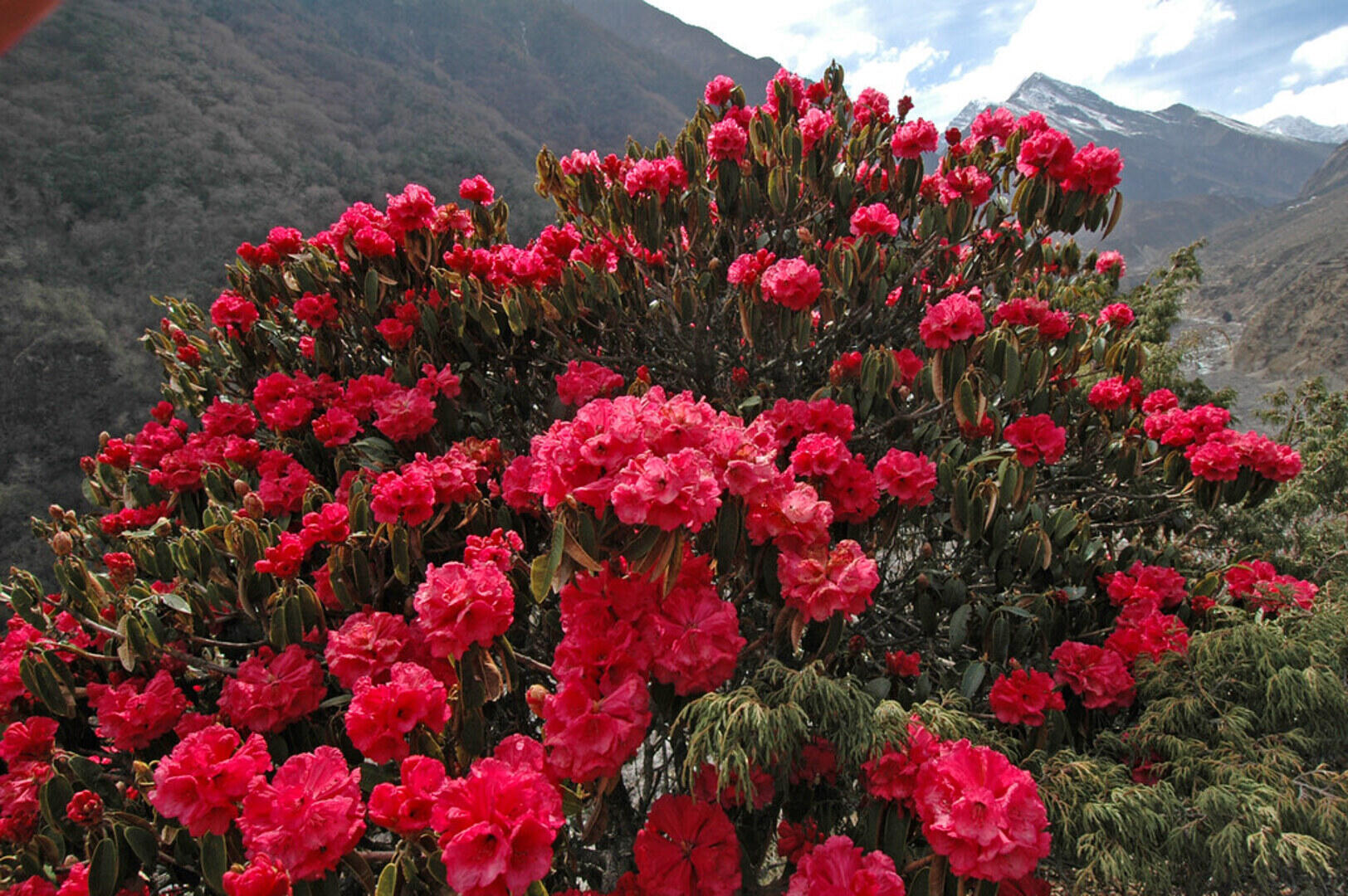 Rhododendron Forests on Poon Hill Trail